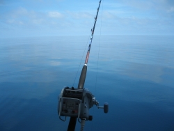 fishing 7 Star