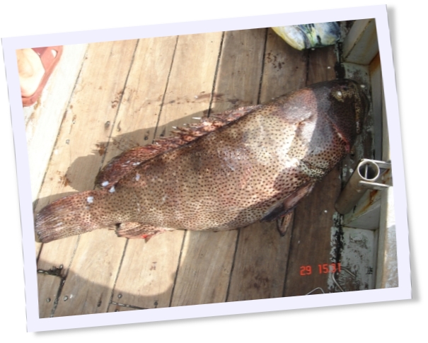 catch of the day